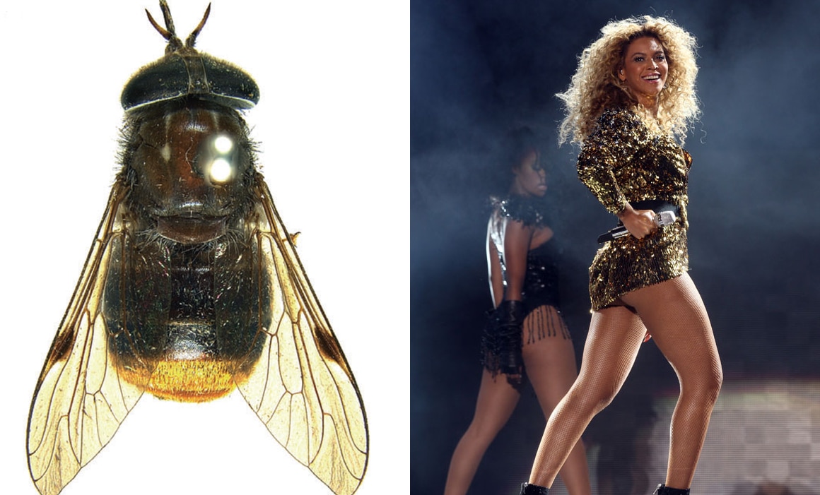 scaptia beyonceae beyonce horse fly