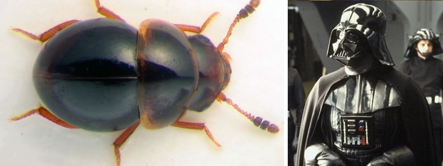 darth vader beetle Agathidium vaderi new beetle species