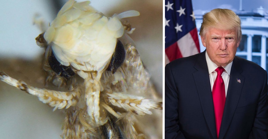 donald trump moth presidential named moth new species Neopalpa donaldtrumpi