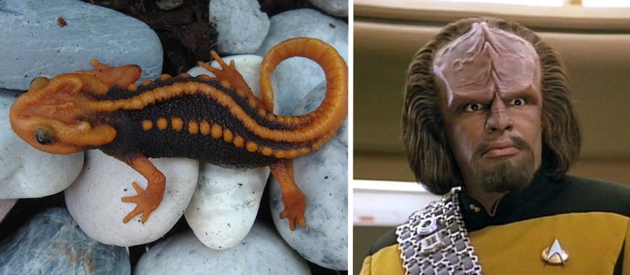 klingon newt new animal species