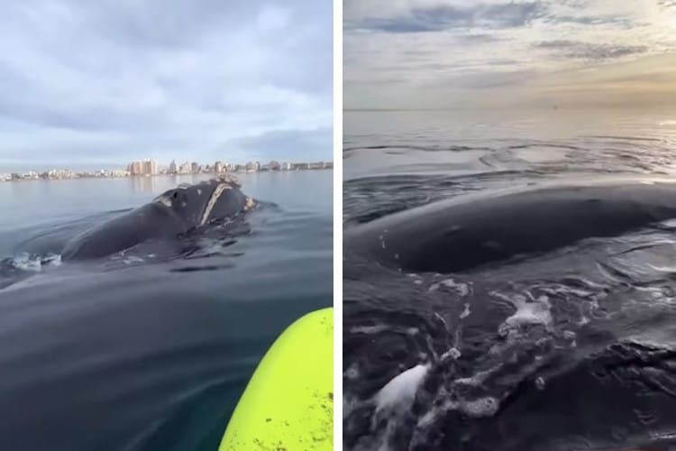 视频截图显示，在阿根廷的马德林港，鲸鱼接近两名划桨者