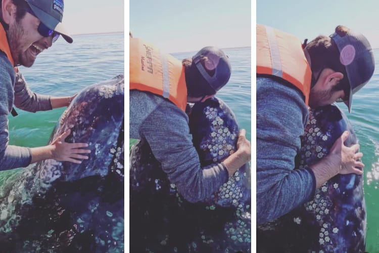 视频截图显示，一名男子兴奋地抚摸鲸鱼，然后拥抱并亲吻鲸鱼