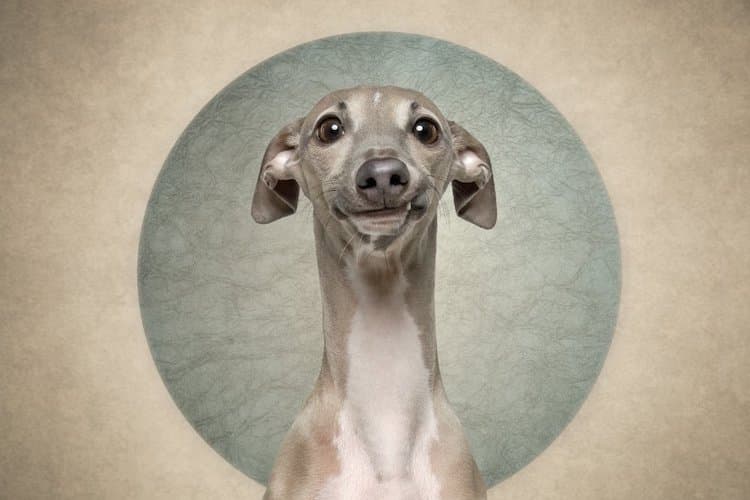 Belinda Richards拍摄的搞笑狗狗照片