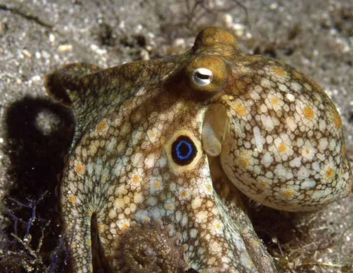 加州二斑章鱼