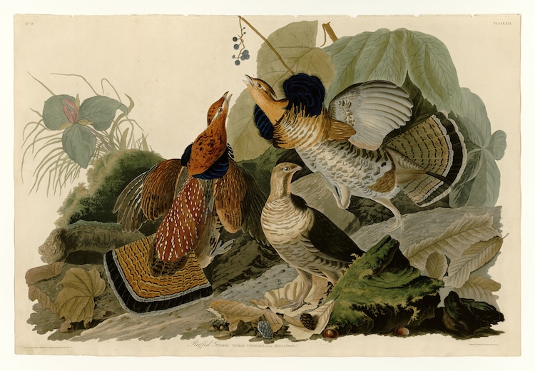 John James Audubon Bird Watercolor