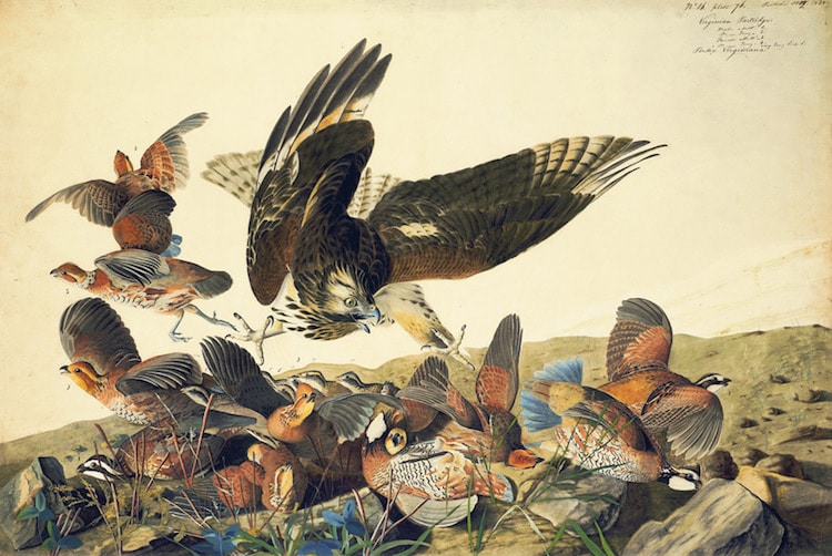 Famous Watercolor Artists John James Audubon