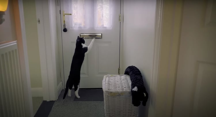 Zebby the cat getting mail from the door's mail slot